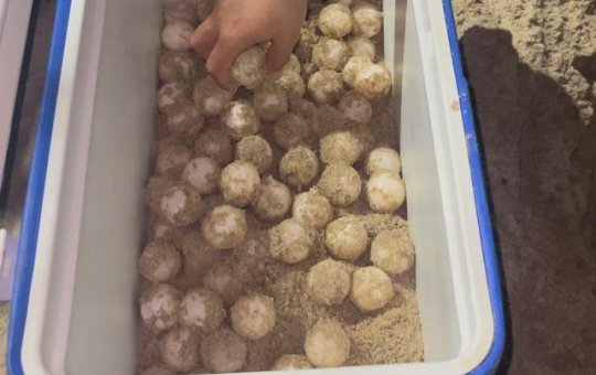 Guardas municipais resgatam ovos de tartaruga marinha na praia da Pituba