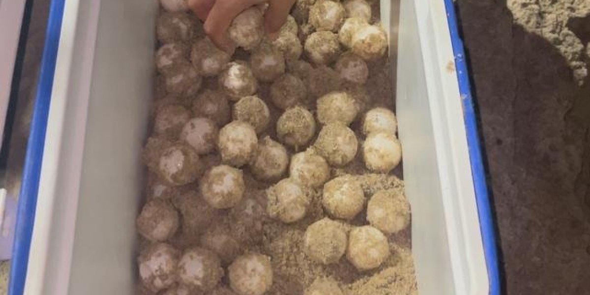 Guardas municipais resgatam ovos de tartaruga marinha na praia da Pituba