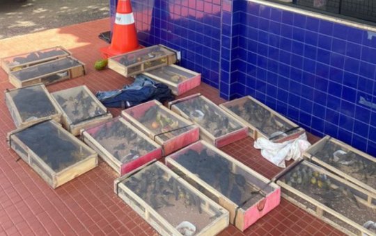 Dupla é detida pela segunda vez transportando aves amontoadas em Jequié
