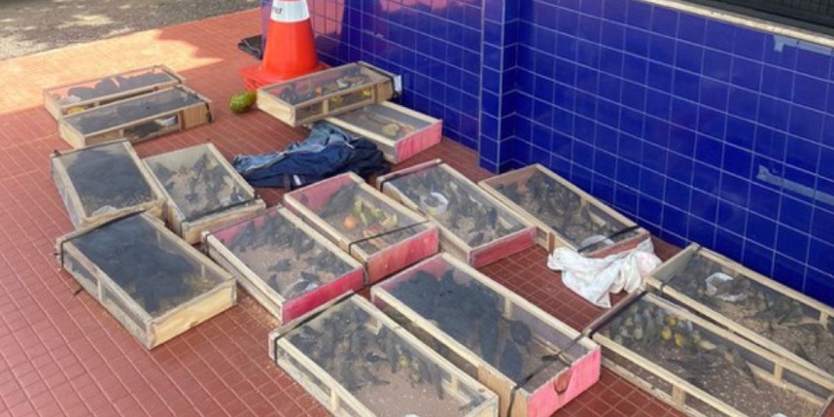 Dupla é detida pela segunda vez transportando aves amontoadas em Jequié