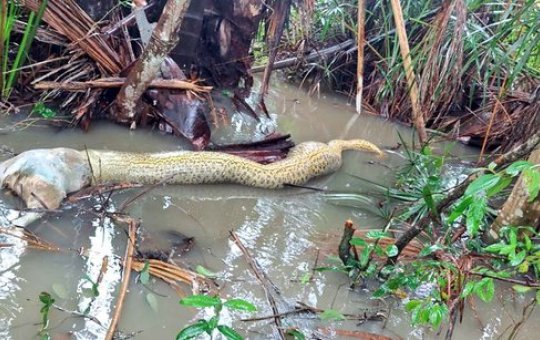 Cobra “morre engasgada” após tentar engolir cachorro no Tocantins
