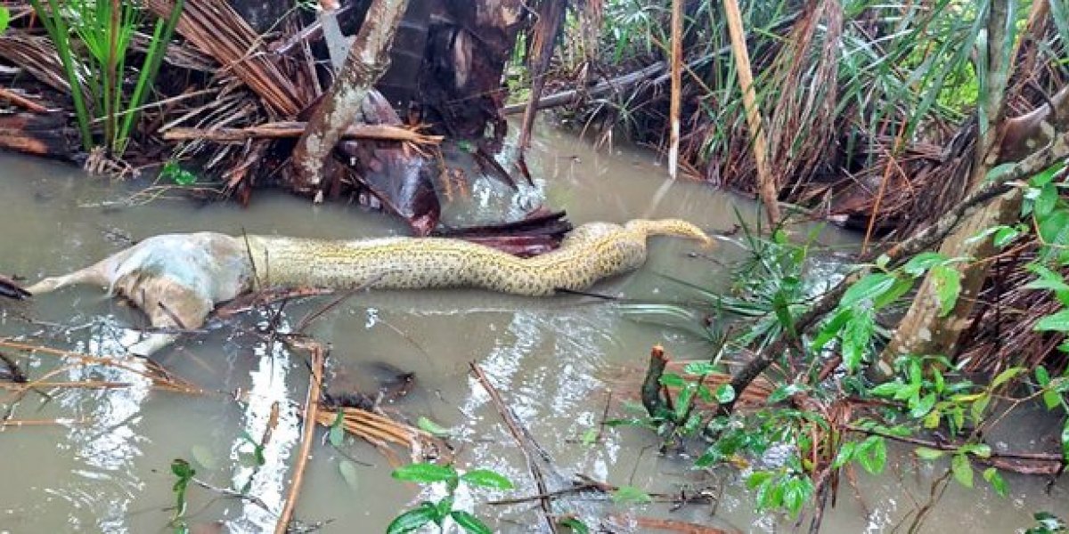 Cobra “morre engasgada” após tentar engolir cachorro no Tocantins