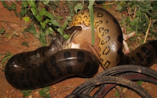 Sucuri de seis metros é resgatada após matar cachorro no MT