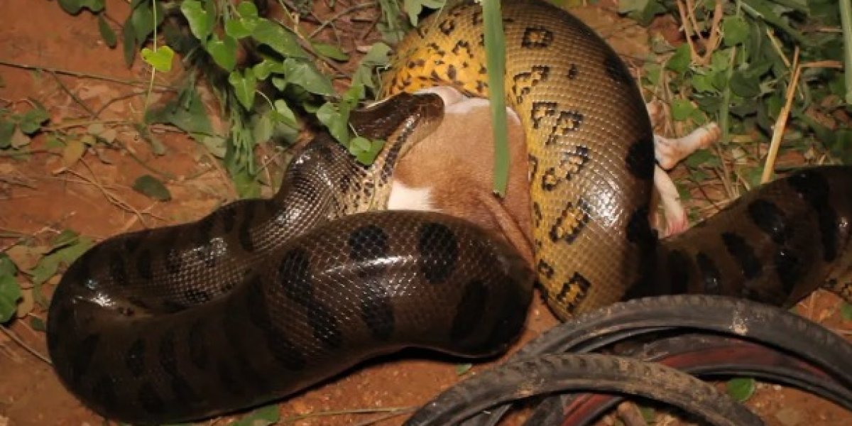 Sucuri de seis metros é resgatada após matar cachorro no MT