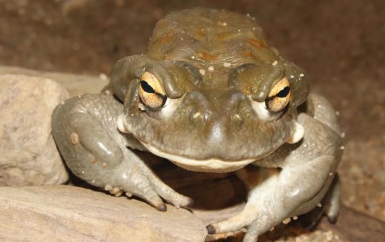 Polícia apreende veneno de sapo alucinógeno em casa de líder espiritual