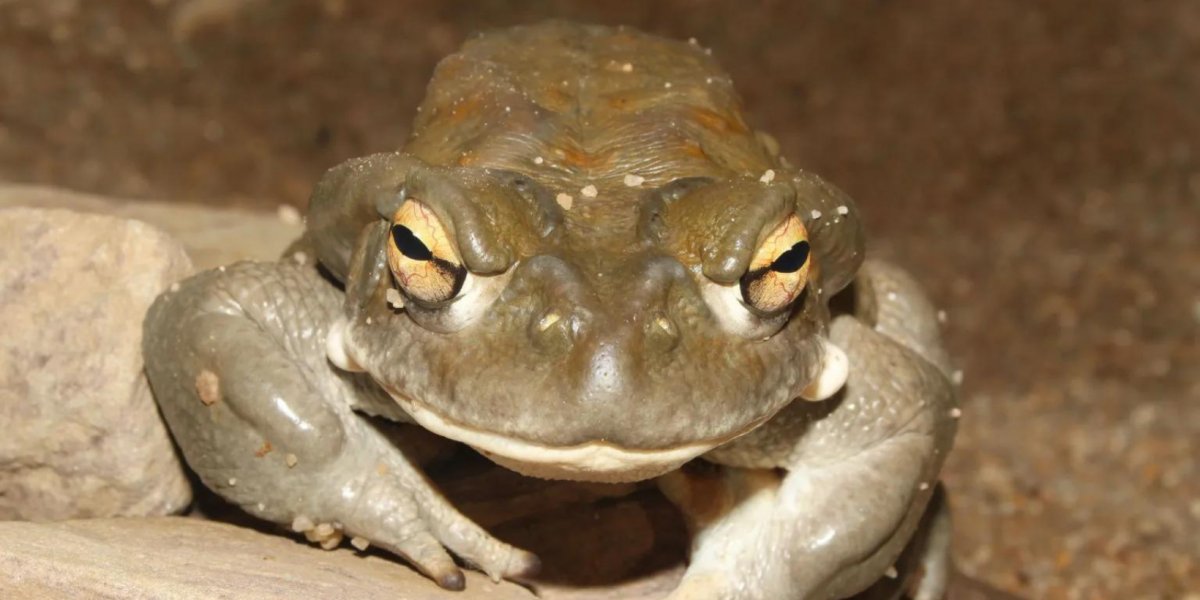 Polícia apreende veneno de sapo alucinógeno em casa de líder espiritual