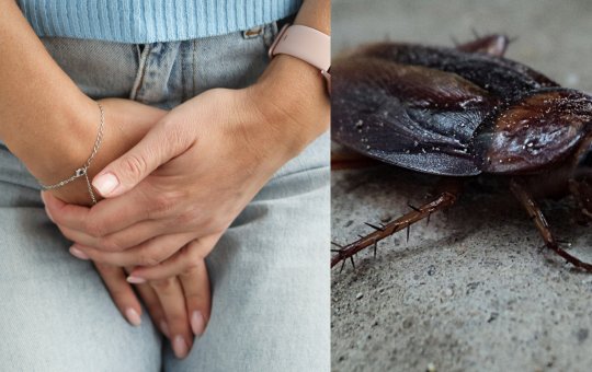 Uma barata na vagina; médico retira inseto após mulher ter 'sensação estranha'