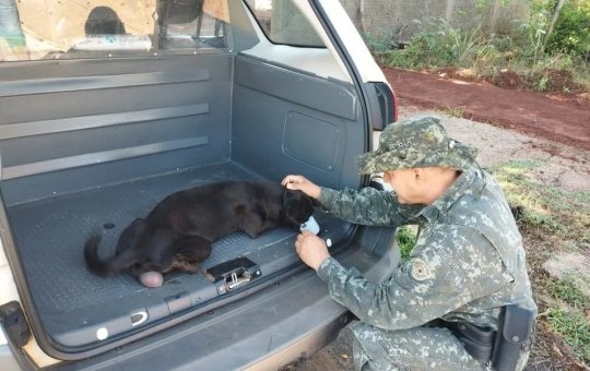 Homem é multado em R$ 3 mil por não procurar tratamento veterinário para cadela
