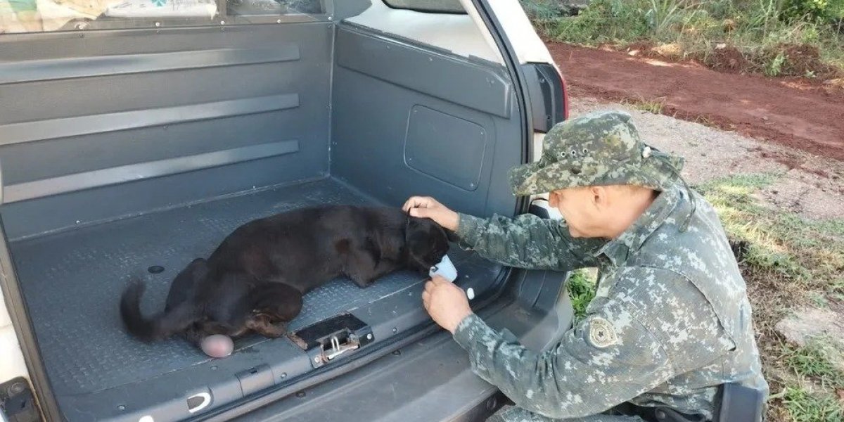 Homem é multado em R$ 3 mil por não procurar tratamento veterinário para cadela