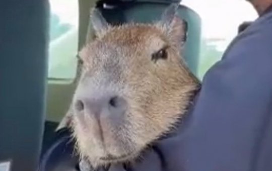 Vídeo: Influencer volta a entregar capivara Filó ao Ibama; despedida emociona