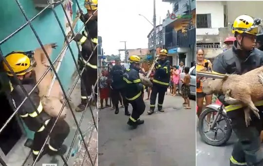 Capivara de quase 50kg é salva por Corpo de Bombeiros na zona leste de Manaus