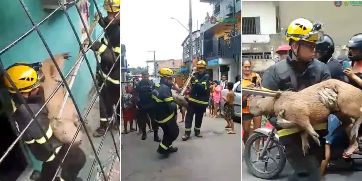 Capivara de quase 50kg é salva por Corpo de Bombeiros na zona leste de Manaus
