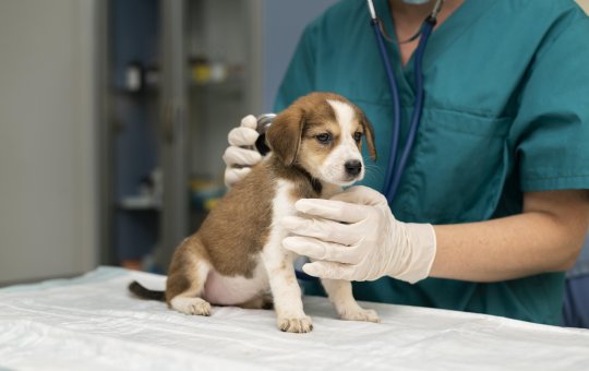 Prefeitura abre processo seletivo com cinco vagas para médicos veterinários