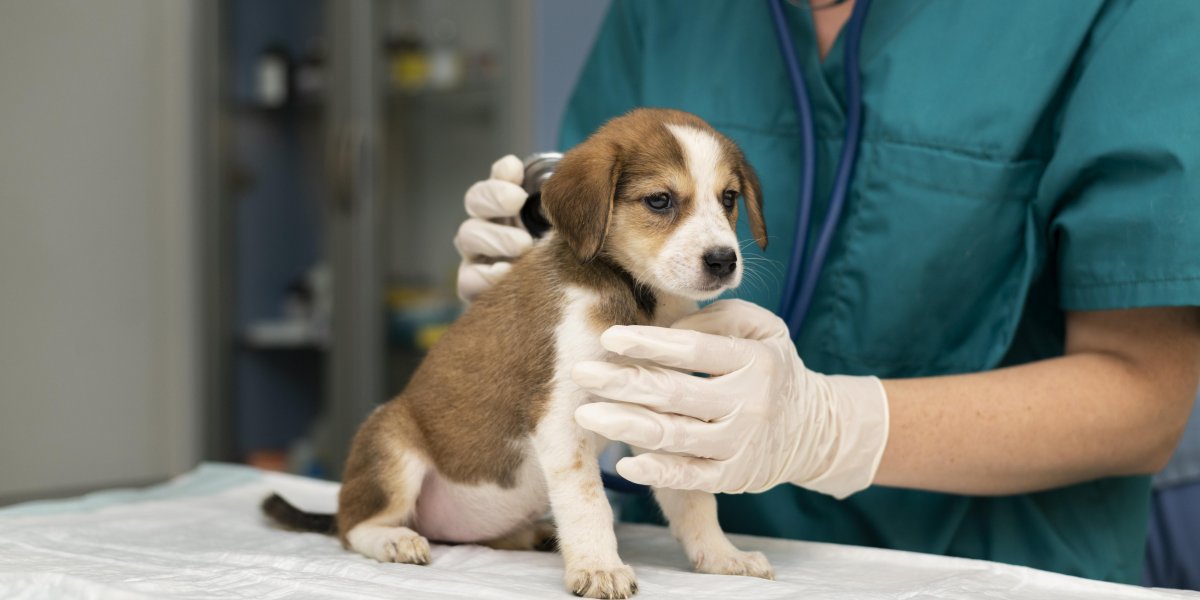 Prefeitura abre processo seletivo com cinco vagas para médicos veterinários