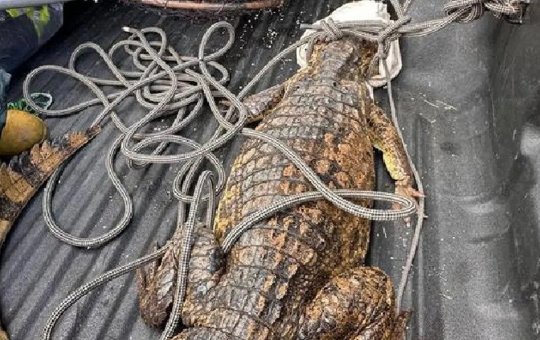 Corpo de Bombeiros resgata jacaré que estava em tanque na cidade de Paulo Afonso