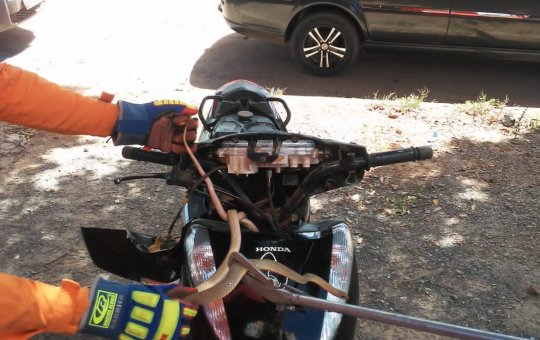 Bombeiros resgatam serpente escondida em moto no interior da Bahia