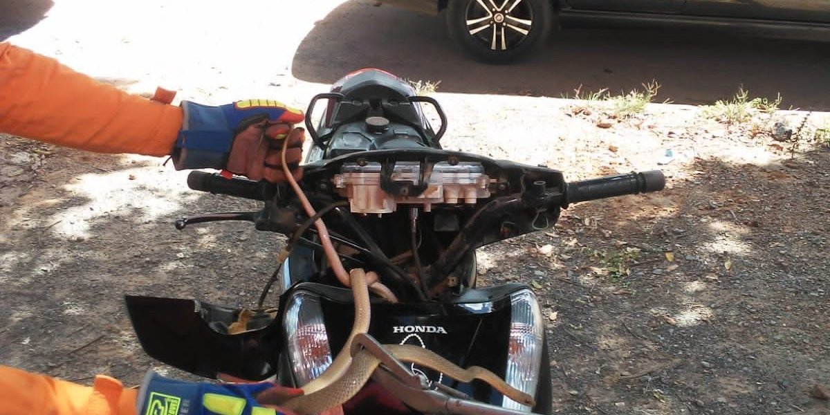 Bombeiros resgatam serpente escondida em moto no interior da Bahia