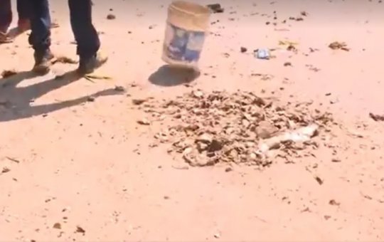 Marinha investiga caso de peixes e crustáceos mortos em praias do subúrbio