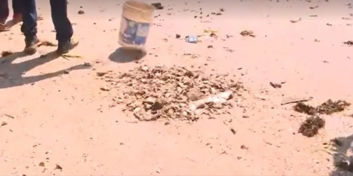 Marinha investiga caso de peixes e crustáceos mortos em praias do subúrbio