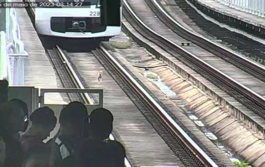 Cachorro invade trilhos na linha 2 do metrô de Salvador; assista