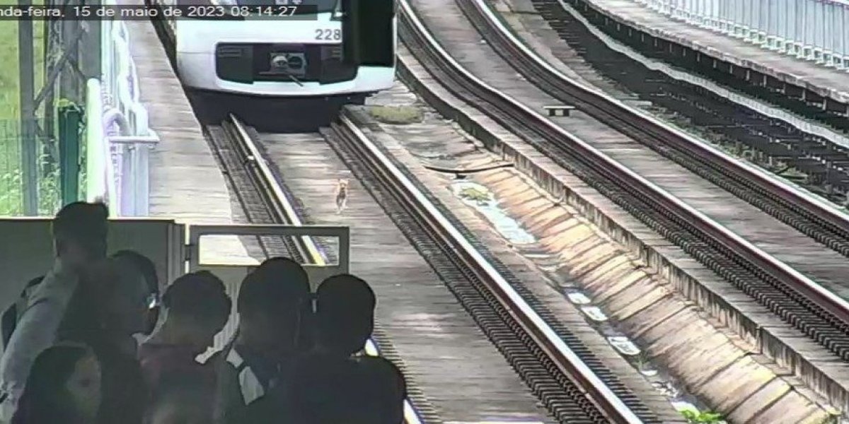 Cachorro invade trilhos na linha 2 do metrô de Salvador; assista