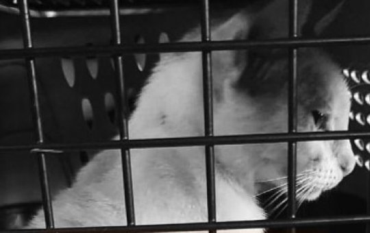 Santo Amaro: relação entre violência doméstica e animais é discutida em evento