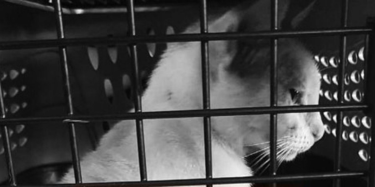 Santo Amaro: relação entre violência doméstica e animais é discutida em evento