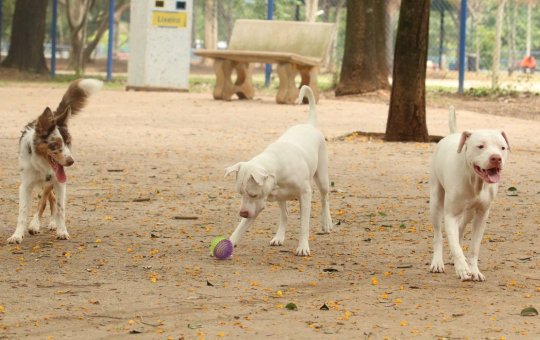 Prefeita de Cravolândia autoriza sacríficio de animais de ruas e gera revolta