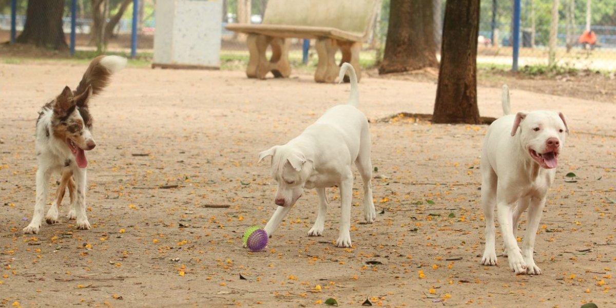 Prefeita de Cravolândia autoriza sacríficio de animais de ruas e gera revolta