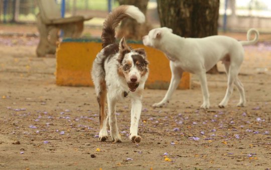 Prefeitura de Cravolândia diz que revisará decreto sobre abate de cães de rua