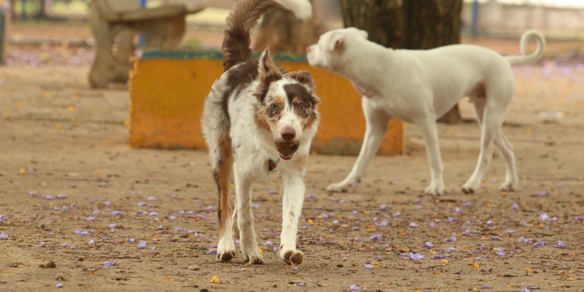 Prefeitura de Cravolândia diz que revisará decreto sobre abate de cães de rua