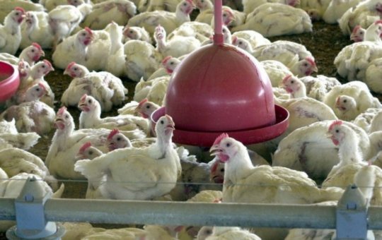 Gripe aviária leva Brasil a decretar emergência zoossanitária