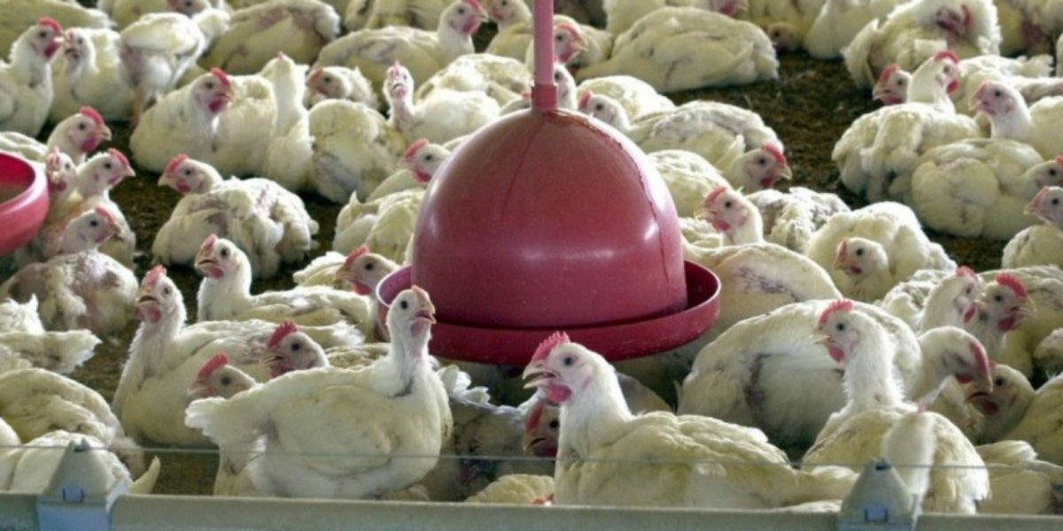 Gripe aviária leva Brasil a decretar emergência zoossanitária