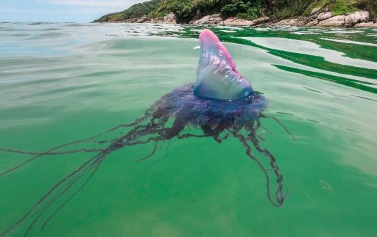 Salvador entra em alerta para presença de caravelas nas praias