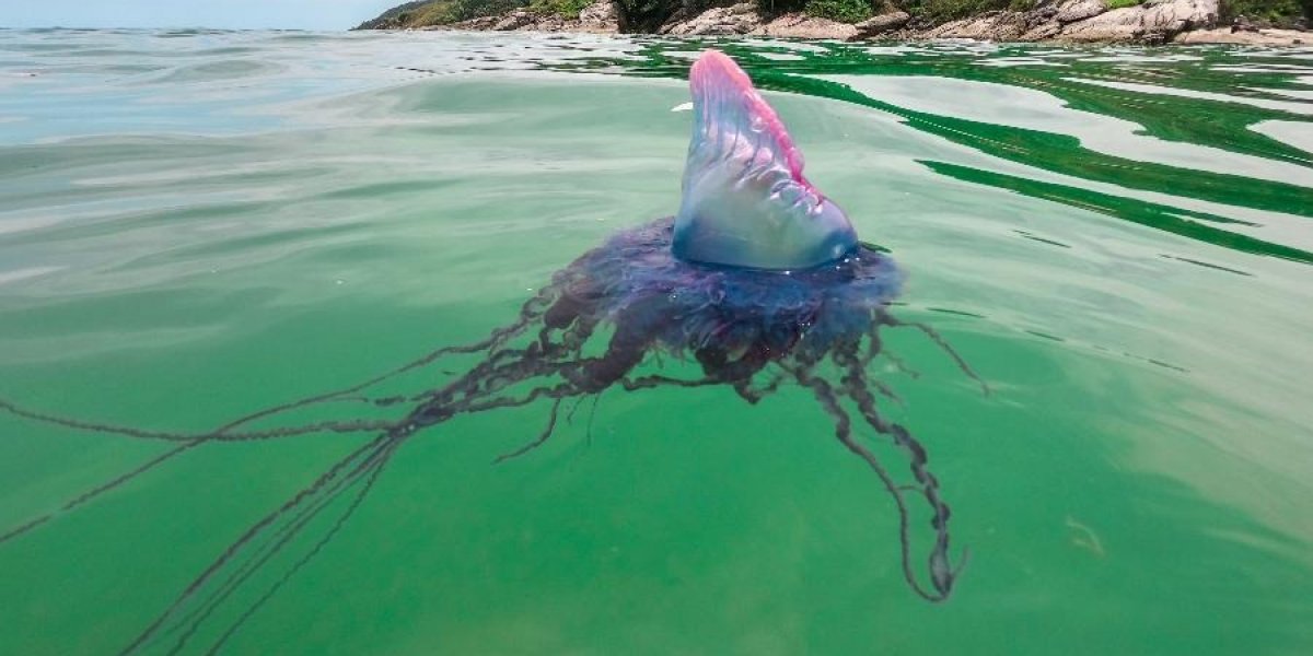 Salvador entra em alerta para presença de caravelas nas praias