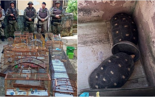Polícia resgata animais silvestres no bairro de Sussuarana