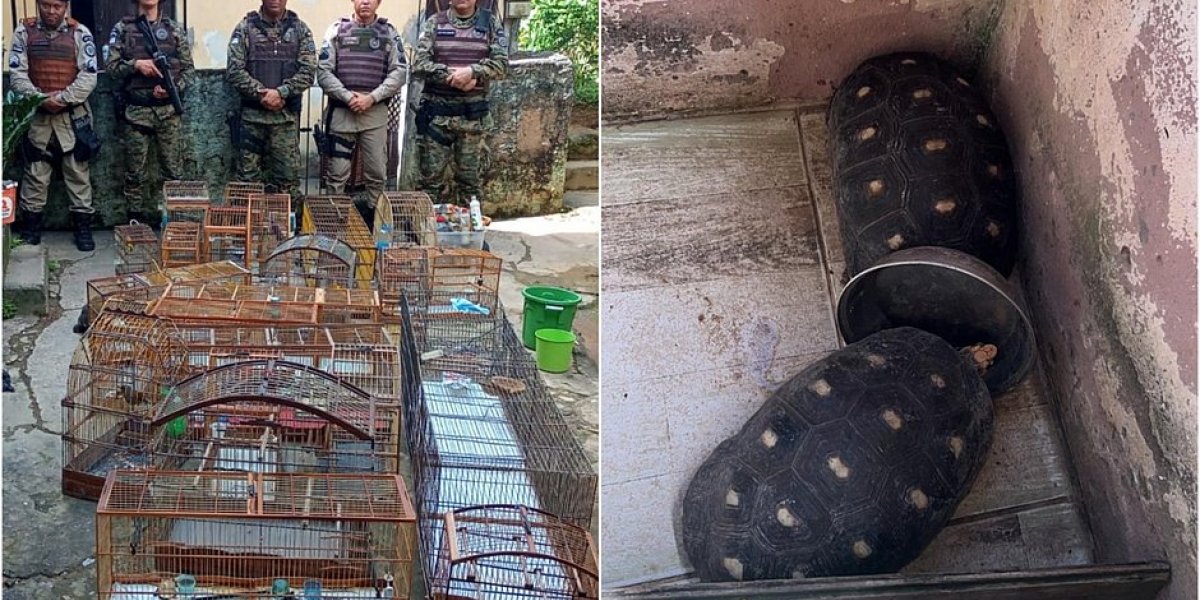 Polícia resgata animais silvestres no bairro de Sussuarana