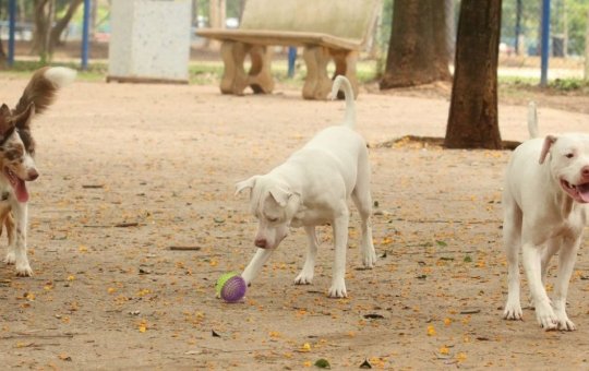 MP recomenda instalação de câmeras na Baixa de Quintas