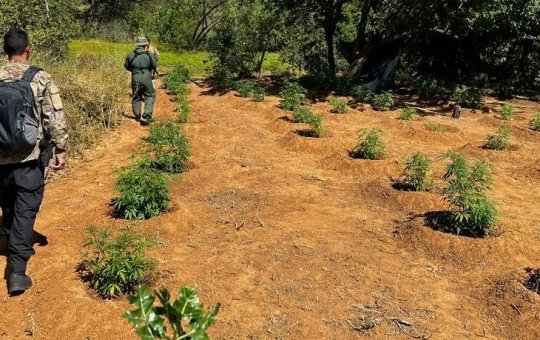 Polícia destrói plantação de maconha com cerca de 320 pés na cidade de Curaçá
