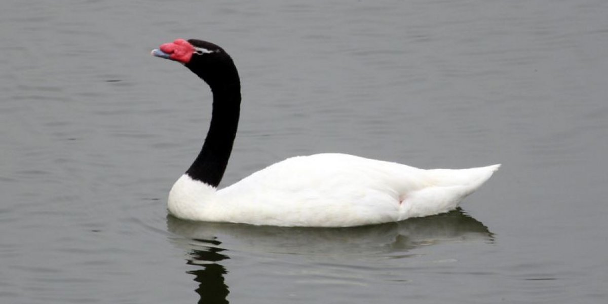Governo confirma 1º caso de gripe aviária em ave silvestre no RS
