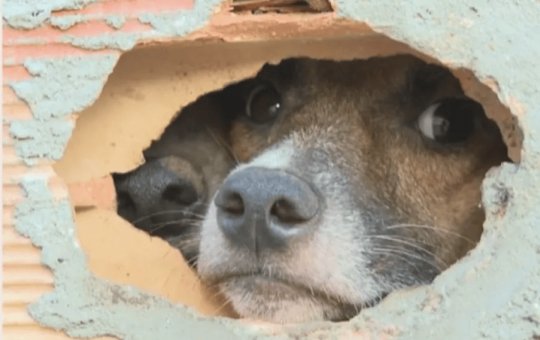Cerca de 16 cães são abandonados na região de Estrada Velha do Aeroporto