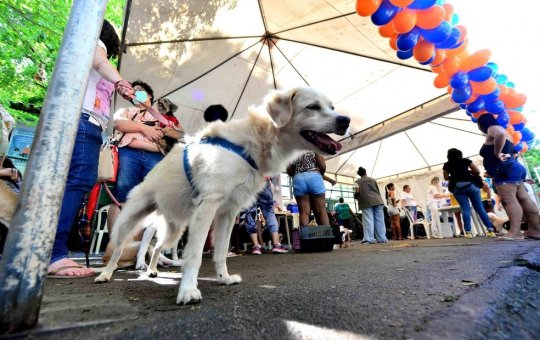 Trilha para cachorros e tutores acontece no Parque da Cidade, Salvador