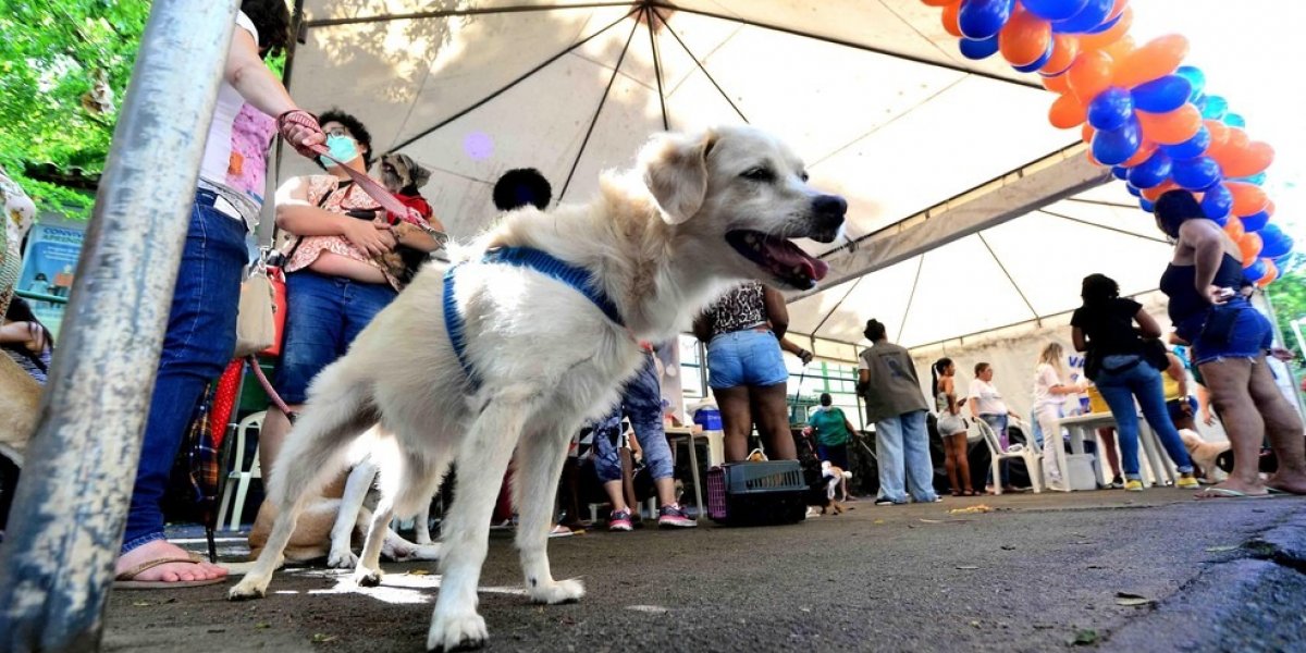 Trilha para cachorros e tutores acontece no Parque da Cidade, Salvador