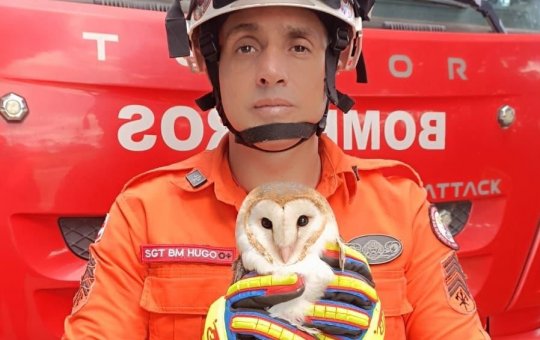 Coruja é resgatada por bombeiros do 2° SGBM em Ipiaú