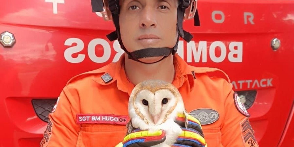 Coruja é resgatada por bombeiros do 2° SGBM em Ipiaú