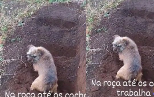 'Doguinho' viraliza ao construir uma escada no barranco; assista