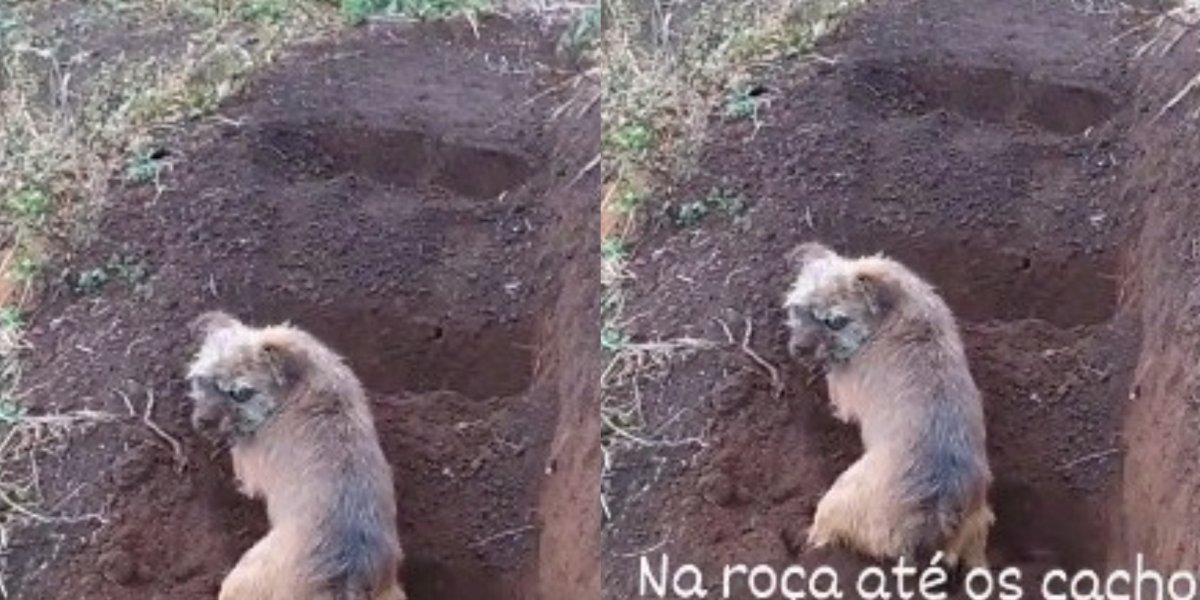 'Doguinho' viraliza ao construir uma escada no barranco; assista