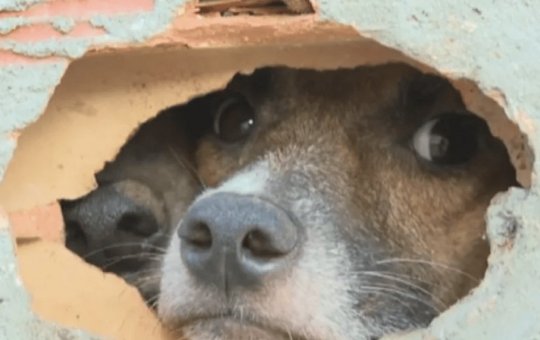 Prefeitura confirma que cães abandonados em imóvel sofreram maus-tratos