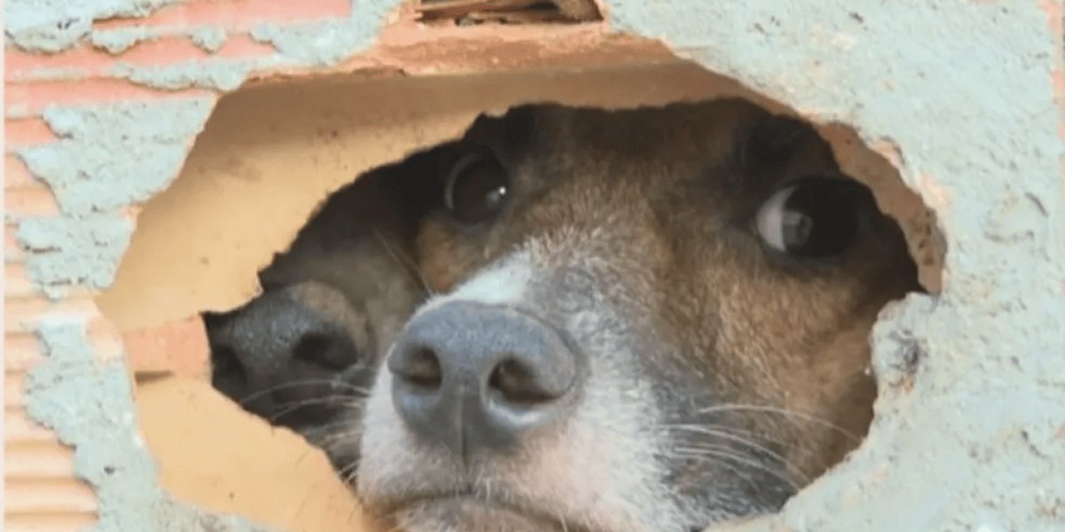 Prefeitura confirma que cães abandonados em imóvel sofreram maus-tratos