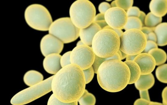 SP registra 1º caso de superfungo em bebê internado em hospital da Unicamp